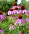 Echinacea Purple Coneflower